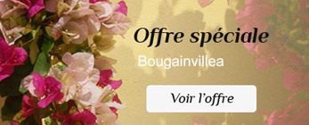 Offre spéciale Offre spéciale