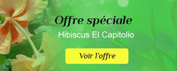 Offre spéciale Offre spéciale